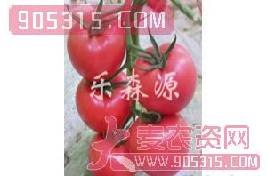 番茄种子-佳粉806-乐森源