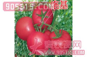 粉果番茄种子-洛基-航瑞农业