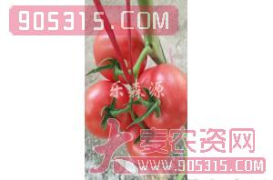 番茄种子-凯丽-乐森源农资招商产品
