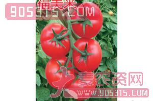红果番茄种子-福美来-航瑞农业