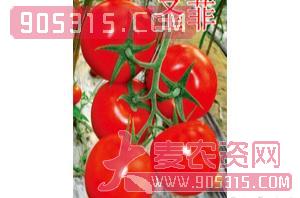 红果番茄种子-圣菲-航瑞农业