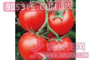红果番茄种子-菲度-航瑞农业