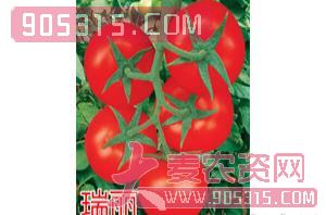 红果番茄种子-瑞丽-航瑞农业