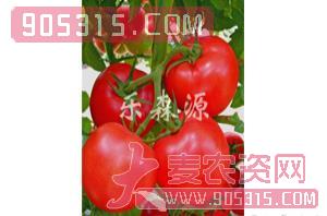 番茄种子-红珍珠-乐森源农资招商产品