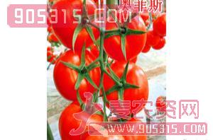 红果番茄种子-奥菲斯-航瑞农业农资招商产品