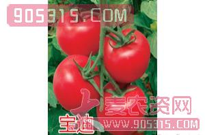 红果番茄种子-宝迪-航瑞农业