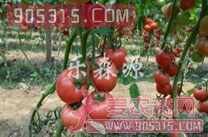 番茄种子-欧瑞258-乐森源农资招商产品