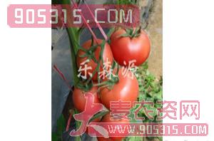 番茄种子-宝瑞粉王-乐森源农资招商产品