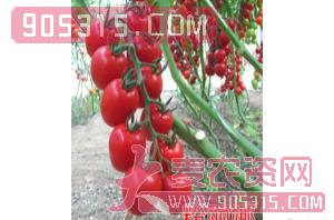 樱桃番茄种子-粉丽娜-航瑞农业