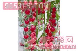樱桃番茄种子-丽贝贝-乐森源农资招商产品