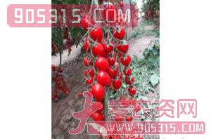 樱桃番茄种子-状元红-航瑞农业