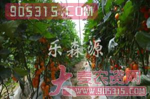 樱桃番茄种子-黄玲珑-乐森源农资招商产品