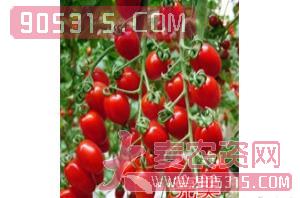 樱桃番茄种子-完美-航瑞农业农资招商产品