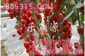 樱桃番茄种子-红瑞-乐森源