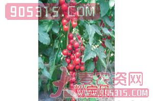 樱桃番茄种子-粉宝贝-航瑞农业农资招商产品