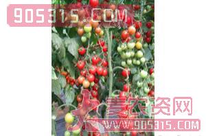 樱桃番茄种子-安妮-航瑞农业农资招商产品