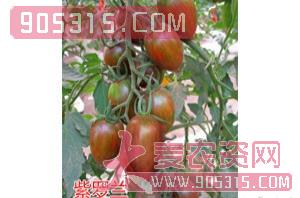 樱桃番茄种子-紫罗兰-航瑞农业
