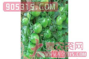 樱桃番茄种子-碧玺-航瑞农业农资招商产品