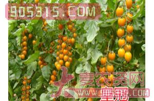 樱桃番茄种子-皇冠-航瑞农业农资招商产品