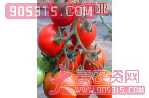樱桃番茄种子-朱丽亚-航瑞农业农资招商产品