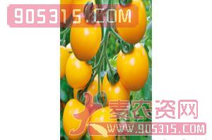 樱桃番茄种子-索菲亚-航瑞农业