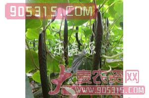 黄瓜种子-德瑞特A11-乐森源