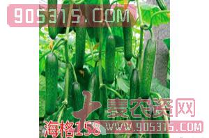 黄瓜种子-海格158-航瑞农业农资招商产品