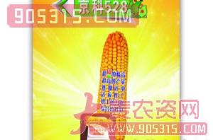 京科528玉米种子-四季辉煌