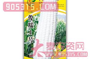 俊糯1号-玉米种子-俊禾农业农资招商产品