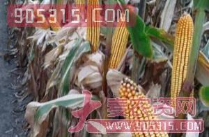 俊禾5号-玉米种子-俊禾农业