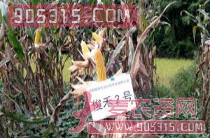 俊禾2号-玉米种子-俊禾农业农资招商产品