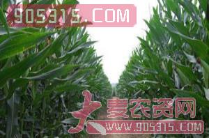 玉米种子新-俊禾农业农资招商产品