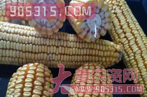 玉米种子-俊禾农业农资招商产品