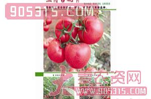 兰博吉妮F1（番茄种子）-威特农业