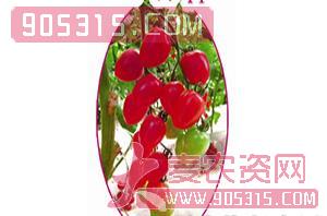 丽娜F1（番茄种子）-威特农业农资招商产品
