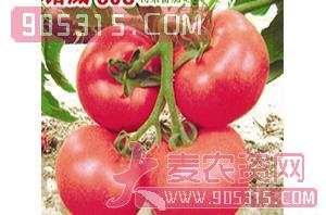 诺威608（番茄种子）-威特农业农资招商产品