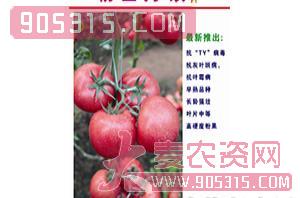 粉士丹顿（番茄种子）威特农业农资招商产品