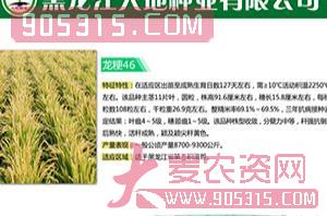 龙粳46号-水稻种子-大地种业农资招商产品