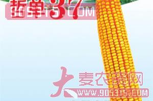 哲单37-玉米种子-宏升种业农资招商产品