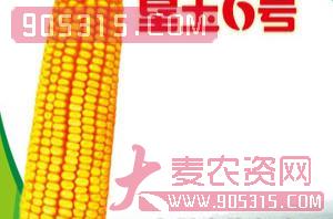 垦玉6号-玉米种子-宏升种业
