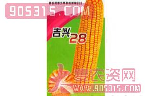 吉农-吉兴28-玉米种子-兴农农资招商产品