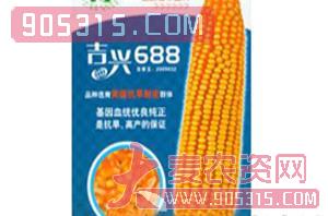 吉兴-688-玉米种子-兴农