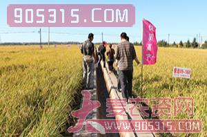 慧选09-168-水稻种子-慧源农资招商产品
