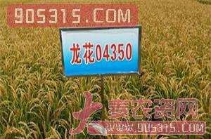 龙花04-350-水稻种子-慧源农资招商产品
