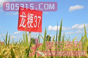 龙粳37-水稻种子-慧源农资招商产品