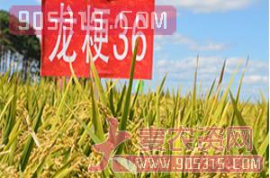 龙粳36-水稻种子-慧源农资招商产品