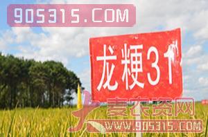 龙粳31-水稻种子-慧源农资招商产品