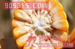 莱科817-玉米种子-西由种业