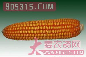 莱科811-玉米种子-西由种业农资招商产品