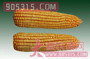莱科818-玉米种子-西由种业